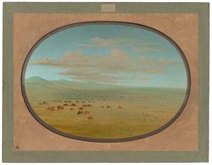 Gado selvagem pastando na Pampa del Sacramento de George Catlin
