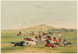 Cavalos selvagens a brincar de George Catlin