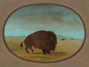 Touro Búfalo Ferido, 18611869. de George Catlin