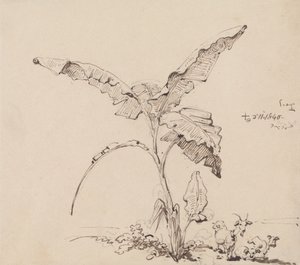 Cabras sob uma bananeira de George Chinnery