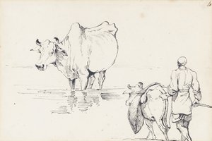Estudos de gado indígena (caneta e tinta no papel) de George Chinnery