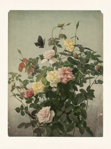 Rosas