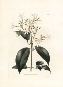 Jasmin (Jasminum paniculatum) - Litografia de George Cooke, para a revista britânica Conrad Loddiges Botanical Cabinet (1738-1826) de George Cooke