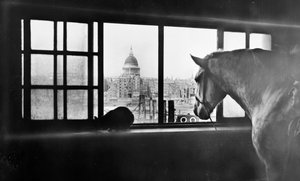 Cavalo com vista para a Catedral de São Paulo de um estábulo de vários andares, Londres, década de 1920