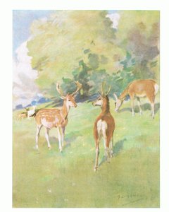 "Bom dia pequeno amigo" (cor litho)