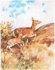 Tawny virou-se e fugiu, incitando o Rusty a segui-la (cor litho) de George Denholm Armour