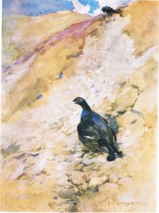O Blackcock aproveitou muito seu banho, afofando suas penas e batendo suas asas (lito colorido)
