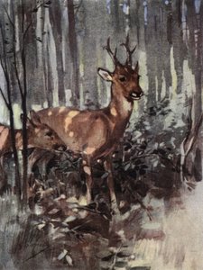 As ovas mantêm-se no bosque (cor litho)