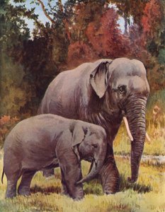 Elefantes na selva (litografia a cores)