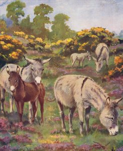 Cinco burros num campo (litografia a cores)
