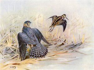 Narceja-das-torres falhada por um Merlin (litografia a cores) de George Edward (after) Lodge