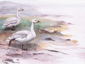 Cisne de Bewick (litografia) de George Edward Lodge