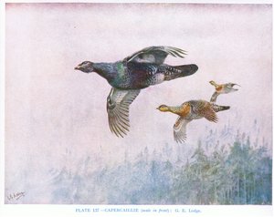 Tetraz (macho à frente), ilustração de "British Birds" de Kirkman  Jourdain de George Edward Lodge