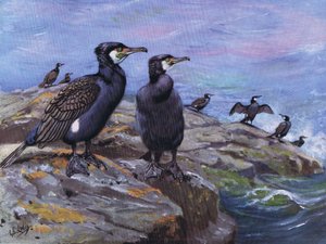 Cormorão (litografia) de George Edward Lodge