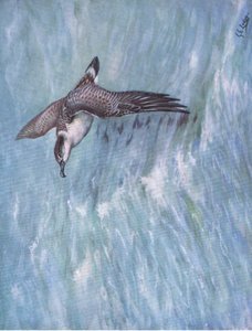 Cagarra (litografia) de George Edward Lodge