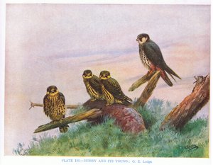 Hobby e jovem, ilustração de "British Birds" de Kirkman  Jourdain de George Edward Lodge