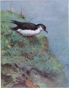 Cagarra (litografia) de George Edward Lodge
