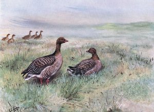 Gansos de patas cor-de-rosa (litografia) de George Edward Lodge