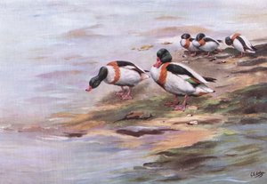 Patos Sheld (litografia)