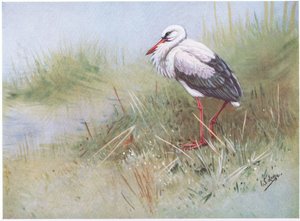 Cegonha branca (litografia) de George Edward Lodge
