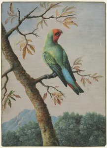 Estudo de aves de George Edwards