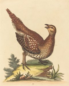 Pássaro salpicado marrom de George Edwards