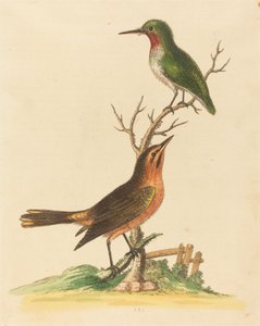 Pássaro Verde com Garganta Vermelha e Pássaro Marrom e Laranja.
