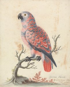 Papagaio da Guiné de George Edwards