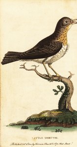 Tordo, Turdus minor.,1800 (gravura) de George Edwards