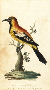 Melro Oriole, Gymnomystax mexicanus. ,1800 (gravura) de George Edwards