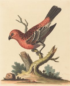 pássaro vermelho e preto de George Edwards