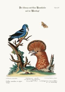 A Trepadeira Azul e Preta e a Galinha Poupa, 1749-73