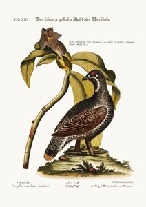 The Black and Spotted Heathcock, 1749-73