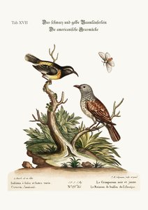 A trepadeira preta e amarela. O americano Hedge-Sparrow, 1749-73