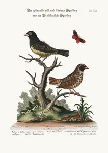 O pardal frizled preto e amarelo, e o pardal brasileiro, 1749-73