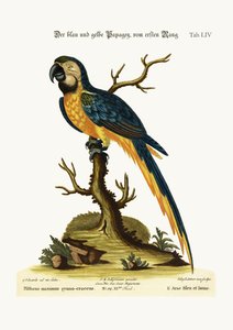 A Macaúca Azul e Amarela, 1749-73
