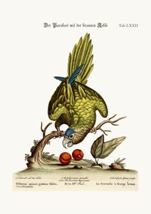O Parrakeet Marrom-throated, 1749-73