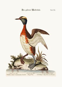 O Dobchick Orelhudo ou com Chifres, 1749-73