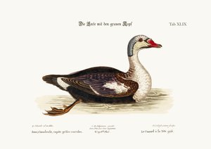 O pato de cabeça cinza, 1749-73 de George Edwards
