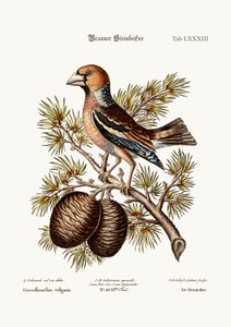 O Gros-Bico ou Haw-Finch, 1749-73