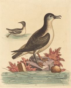 O Guillemot e o Puffin da Ilha de Man de George Edwards