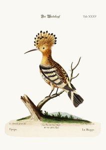 O Hoopoe, 1749-73
