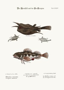 O peixe com chifres e o escorpião marinho, 1749-73