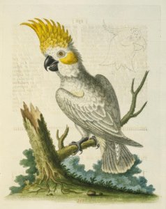A cacatua branca pequena com uma crista amarela. - Petit Cacatua Blanc em Creta Jaune de George Edwards