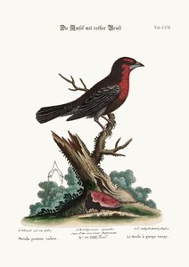 O Pássaro-preto-de-peito-vermelho, 1749-73