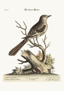 O menor Mock-Bird, 1749-73