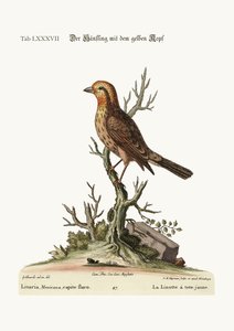 O Linnet de cabeça amarela, 1749-73