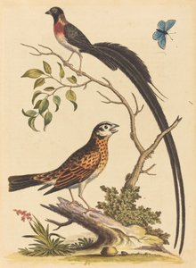 Dois pássaros, um com penas de cauda muito longas e borboleta azul, publicado em 1745. de George Edwards