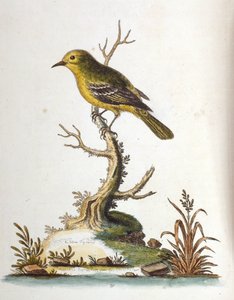 Ilustração a aguarela de um livro sobre aves raras de G Edwards, 1750. George Edwards (1694-1773) foi um naturalista e ornitólogo britânico. Viajou muito pela Europa, estudando a história natural e as aves em particular. Ganhou algum reconhecimento de George Edwards