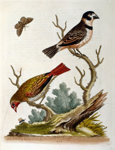 Ilustração a aguarela de um livro sobre aves raras de G Edwards, 1750. George Edwards (1694-1773) foi um naturalista e ornitólogo britânico. Viajou muito pela Europa, estudando a história natural e as aves em particular. Ganhou algum reconhecimento